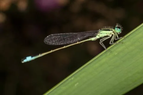 A closeup of a beautiful damselfly Stock Photos