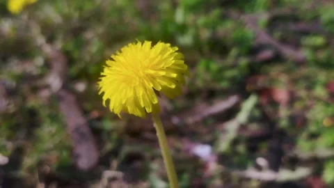 Closeup Beautiful dandelion flower spring season Stock Footage 330100309
