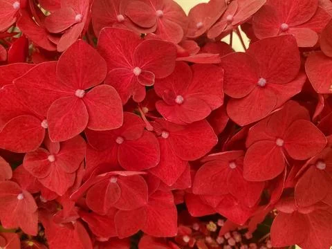 Closeup of the beautiful dark red hydrangea flowers at full bloom Stock Photos