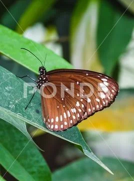 Closeup of a beautiful detailed butterfly on a leaf Stock Photos