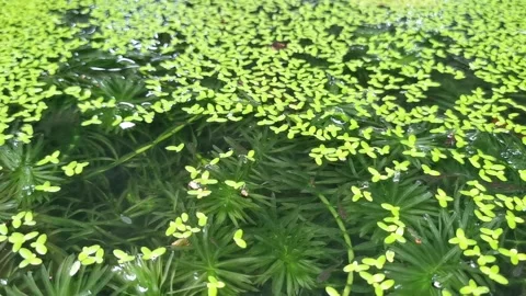 Closeup of beautiful fish and common duckweeds plant in small pond Stock Footage 292513068