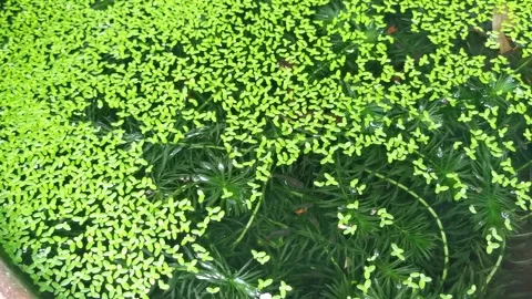 Closeup of beautiful fish and common duckweeds plant in small pond Stock Footage 292513098