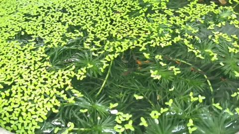 Closeup of beautiful fish and common duckweeds plant in small pond Stock Footage 292513403
