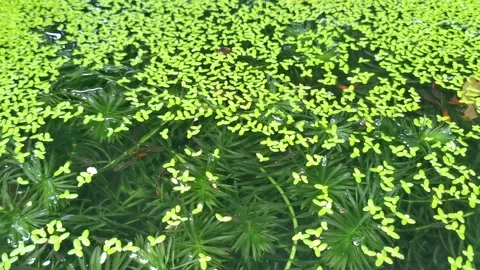 Closeup of beautiful fish and common duckweeds plant in small pond Stock Footage 292513520