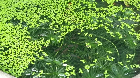 Closeup of beautiful fish and common duckweeds plant in small pond Stock Footage 292513541