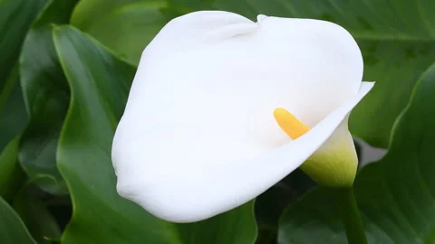 Closeup on beautiful Flower of Calla in spring. Stock Footage 182384733
