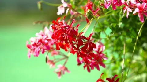 Closeup of a beautiful flower during the summer Stock Footage 76087799