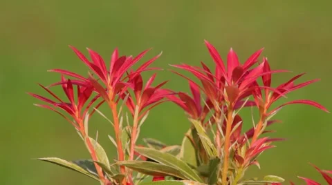 Closeup of a beautiful flower Vidéo 4280494