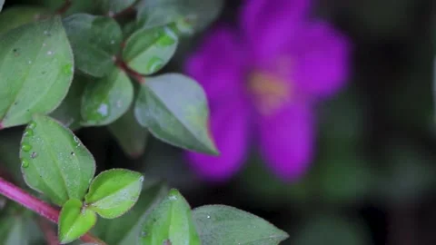 Closeup of Beautiful Flower Stock Footage 250280331