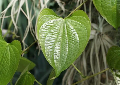 Closeup of the beautiful green leaf pattern of Dioscorea Mexicana, also kno.. Stock Photos