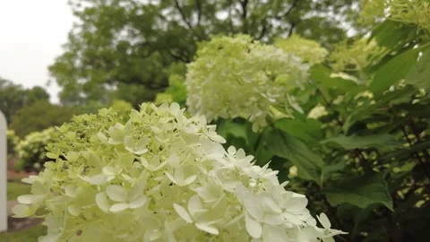 Closeup of the beautiful Hydrangea paniculata White Caps blooming in the summ Stock-Footage 340627912