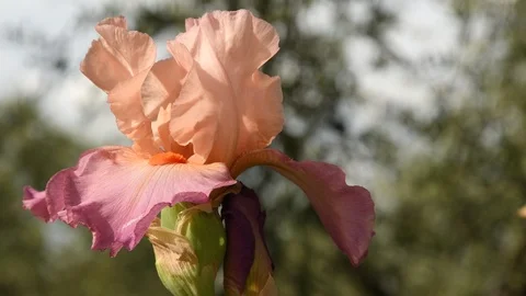 Closeup on beautiful iris moving in the wind in a famous Florence garden, Italy. Stock Footage 89171895