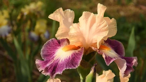 Closeup on beautiful irises moving in the wind. Italy. Stock Footage 89172088