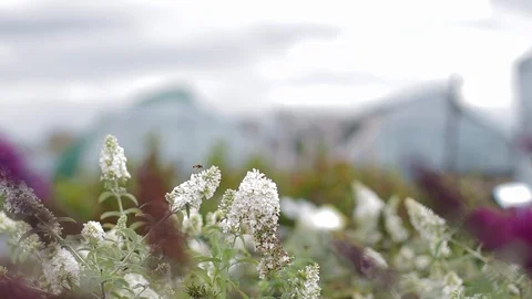 Closeup of beautiful lavander flowers Video stock 122831982