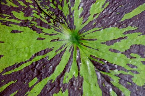 Closeup of a beautiful leaf pattern of Tropical Day-Flowering Waterlily Stock Photos