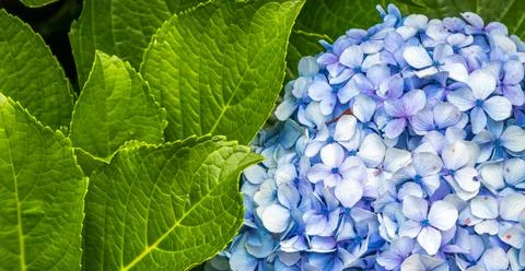 Closeup of the beautiful light blue hydrangea. Stock Photos