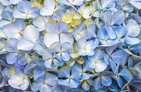 Closeup of the beautiful light blue hydrangea. Foto stock