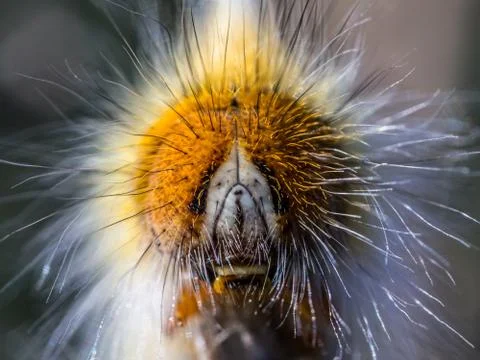 A closeup of a beautiful moth caterpillar Stock Photos