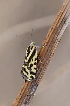 A closeup of a beautiful moth Stock-Fotos