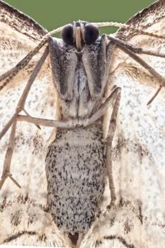 A closeup of a beautiful moth Stock Photos