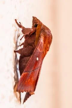 A closeup of a beautiful moth Stock Photos