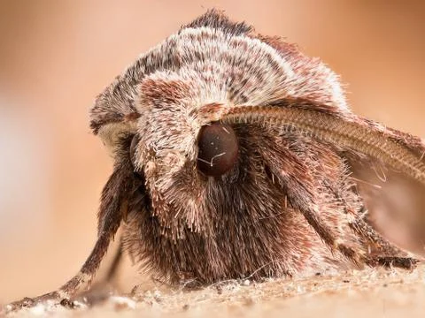 A closeup of a beautiful moth Stock Photos