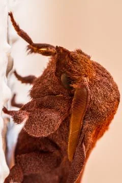 A closeup of a beautiful moth Stock Photos