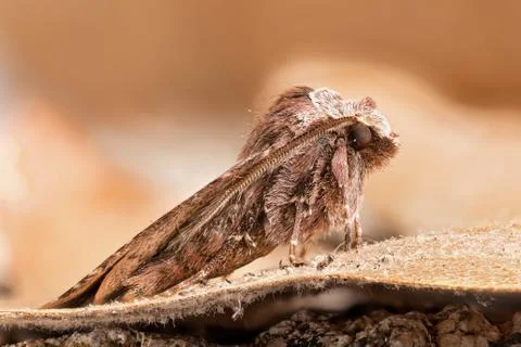 A closeup of a beautiful moth Stock Photos