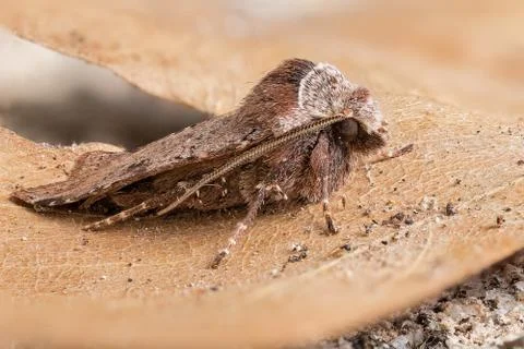 A closeup of a beautiful moth Stock Photos