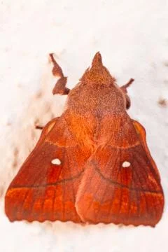 A closeup of a beautiful moth Stock Photos