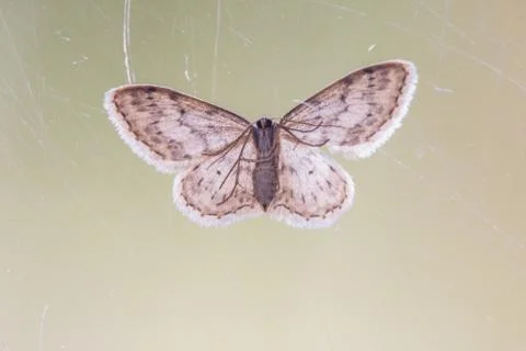 A closeup of a beautiful moth Stock Photos