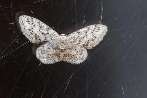 A closeup of a beautiful moth Stock Photos