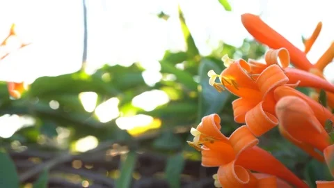 Closeup beautiful orange flower on sunlight Stock Footage 85312633