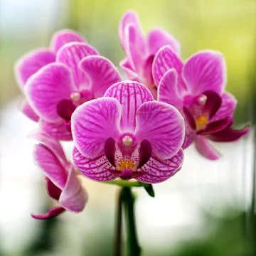 Closeup of beautiful orchid Stock Photos