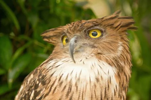 Closeup beautiful owl  on tree Stock Photos