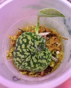 Closeup of a beautiful pattern on Scindapsus Snake Scales Foto stock