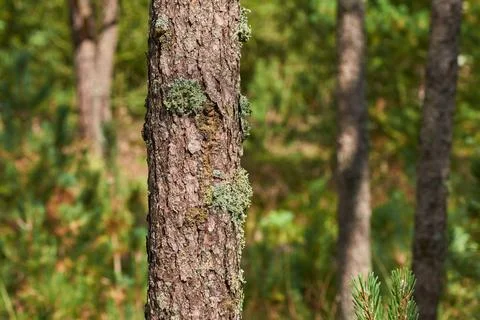Closeup of a beautiful pine tree in a forest on a sunny afternoon. Scenic and Stock Photos