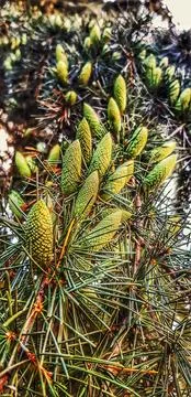 Closeup of a beautiful pine tree with growing pine cones Stock Photos