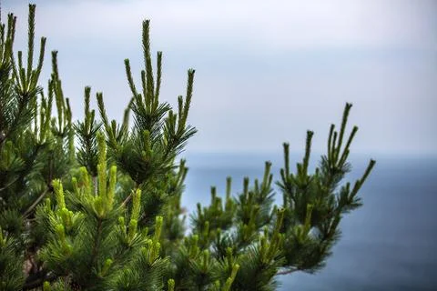 Closeup of a beautiful pine tree with ocean in the background Stock Photos