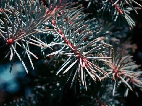 Closeup of the beautiful pine tree Stock Photos