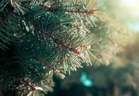 Closeup of the beautiful pine tree Foto stock