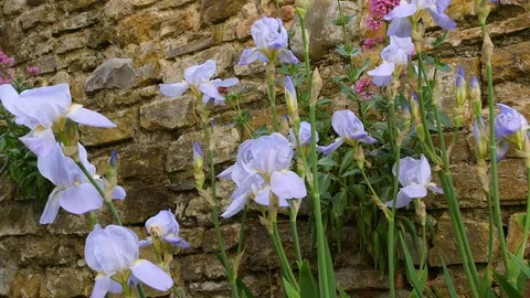 Closeup of beautiful purple iris during spring season. pan movement. Stock Footage 127585344