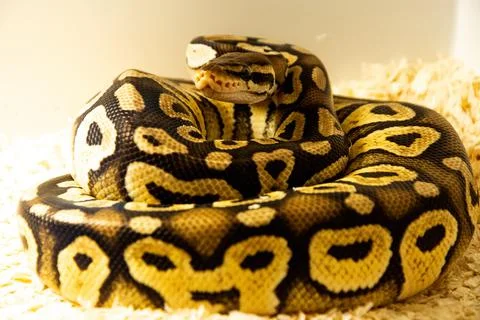 Closeup of a beautiful python on the ground Foto stock