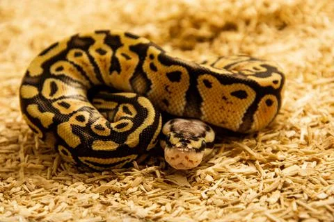 Closeup of a beautiful python on the ground Photos