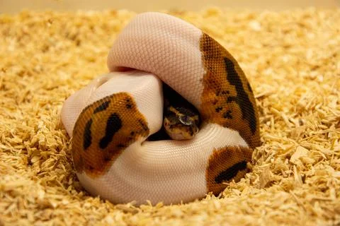 Closeup of a beautiful python on the ground Foto stock