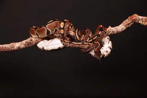 Closeup of a beautiful python on a limb isolated on a black background Stock Photos