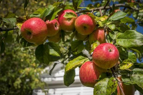 Closeup of beautiful red ripe apples on an apple tree in green summer garden Stock Photos