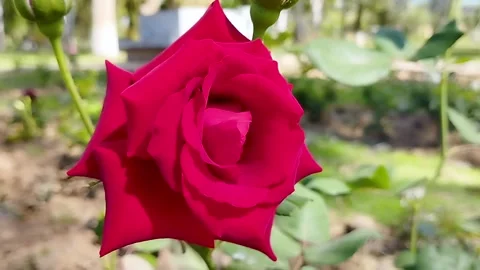 Closeup Beautiful Red Rose in Spring Season Stock Footage 329467515