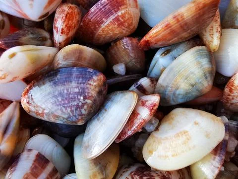 Closeup of beautiful shells. Colorful pattern. Stock Photos