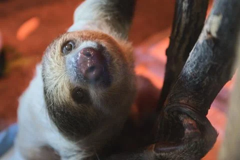 Closeup of a beautiful sloth looking at the camera Foto stock